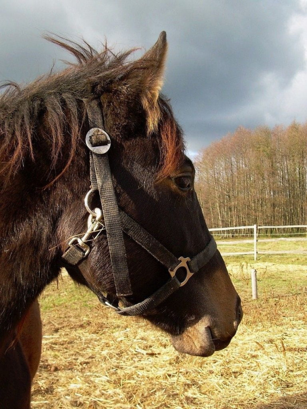 Luka:)) wielkopolanka:)) jeszcze źrebak :)) #koń #konie