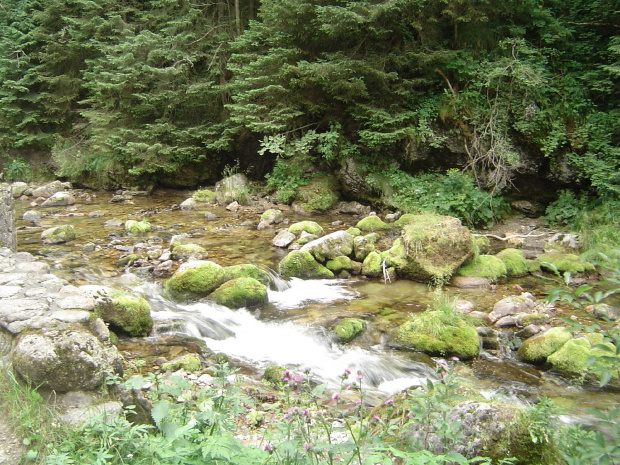 #Tatry #przyroda #potok #woda #strumień #góry #natura #widoki