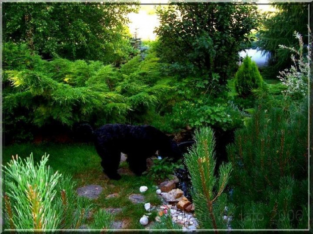 Bouvier des Flandres Bum Bum Vrctra chucho #BouvierDesFlandres