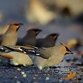 #ptaki #jemiołuszka #przyroda