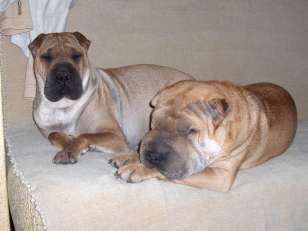 wspólny odpoczynek #SharPei