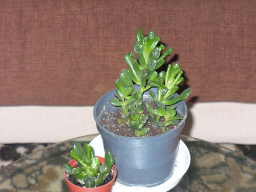 Crassula 'Hobbit'