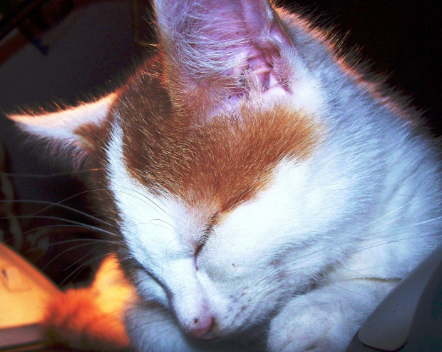 Śpiący kociaczek #koty #sen #pupile #zwierzaki #kot