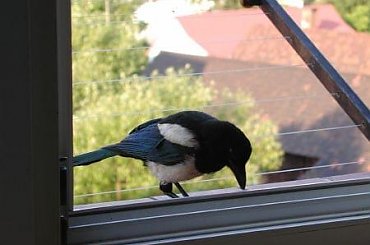 gość zapukał do...okna #śmieszne #ptaki #sroka