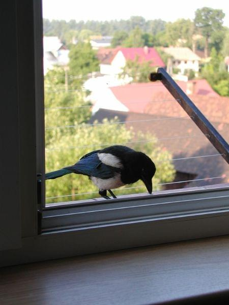 gość zapukał do...okna #śmieszne #ptaki #sroka