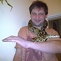 Boa constrictor waz wąż