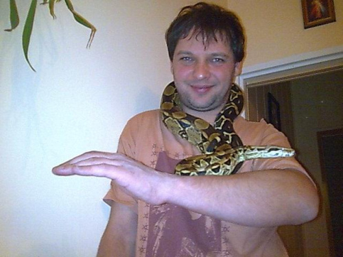 Boa constrictor waz wąż