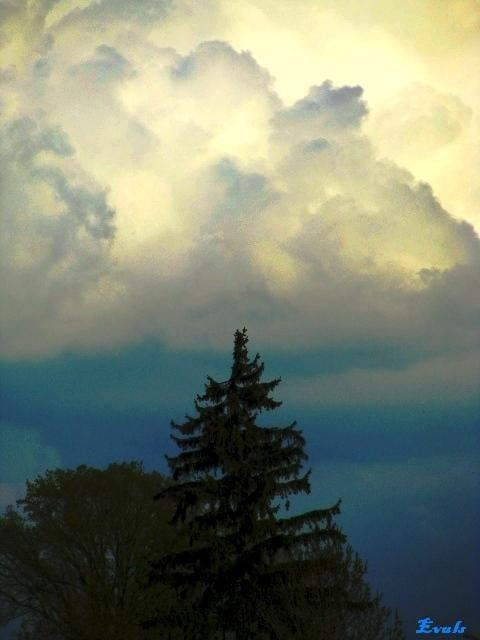 obłoki nad drzewami #Chmury #drzewa #niebo