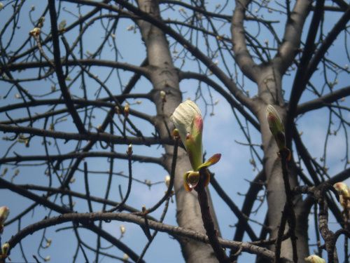#drzewo #makro #pączki #pąki #wiosna
