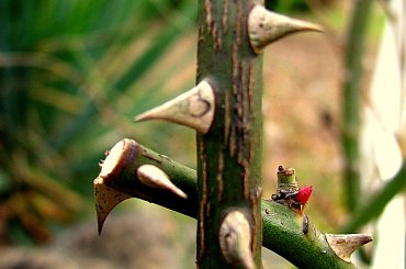 Grudniowy ogród #kolce #ogród #rośliny #róże