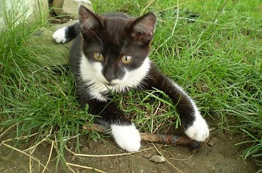 Moje kociaki #koty #kot #koteczek