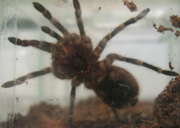 geniculata L7