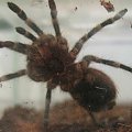 geniculata L7