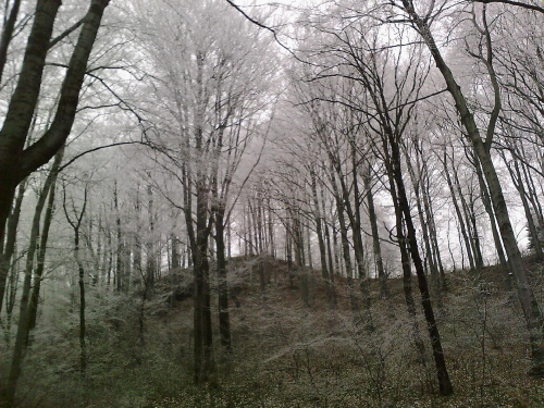 Las zimowy. #drzewa #Las #szadź #zima