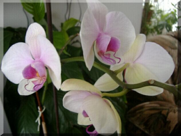 Phalaenopsis