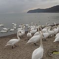 Łabędzie na gdyńskiej plaży