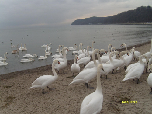 Łabędzie na gdyńskiej plaży