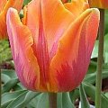 Princes Irene #kwiaty #tulipany