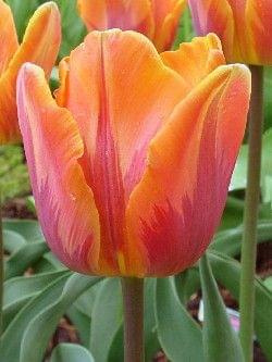 Princes Irene #kwiaty #tulipany