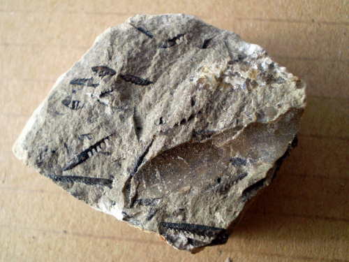 Graptolity ; raczej Monograptus sp. Długość najdłuższego osobnika – 0,9 cm . Wiek : dolny sylur – dolny dewon . Data znalezienia : 2006 . Okazy nr 24a , 24b , 24c , 24d i 24e pochodzą z rozbicia jednej skały .