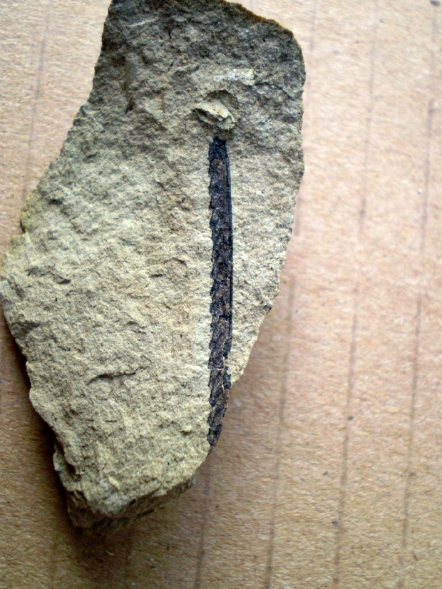 Pristiograptus sp. Długość osobnika - 2,5 cm . Wiek : dolny sylur - górny sylur . Data znalezienia : 2004 .