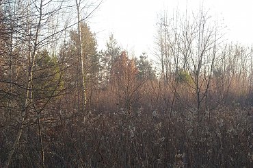 #DRZEWA #LAS #SŁOŃCE #ŚNIEG #ZABAWAŚWIATŁEM #ZIMA