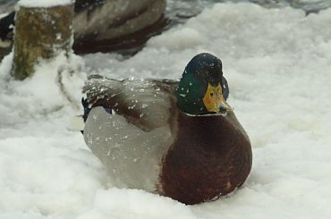 Nad Czarną Hańczą #kaczka #kaczki #kaczor #ptak #ptaki #zima #rzeka #Suwałki #CzarnaHańcza