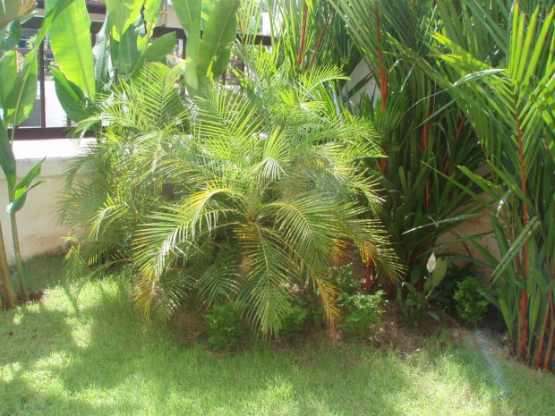 mój ogród #ogród #tropik #egzotyczny