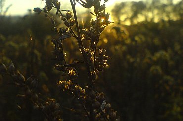 nad Odrą #natura #krzak #żdżbło