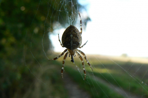 spider man #pająki