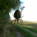 spider man #pająki