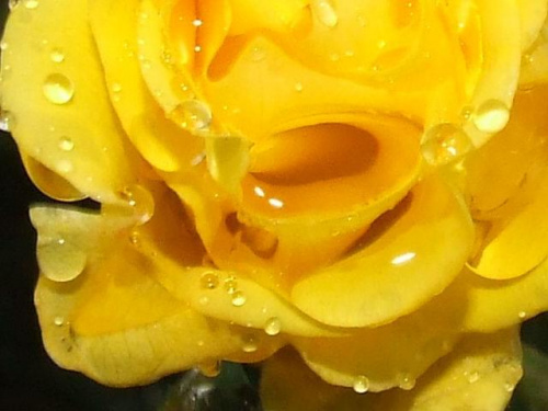 płacząca róża #kwiaty #przyroda #PłaczacaRóża #jaba