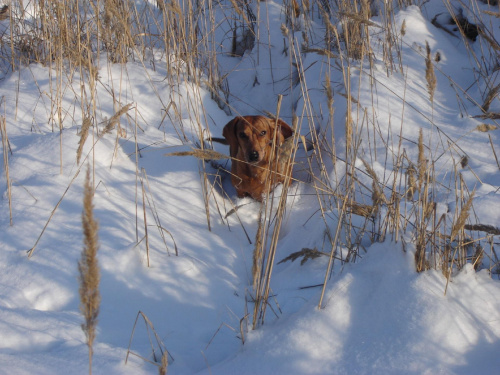 Sara na zimowym spacerze #psy