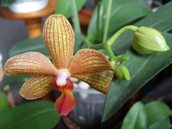 Phal. Brown Sugar