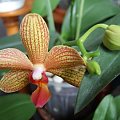 Phal. Brown Sugar