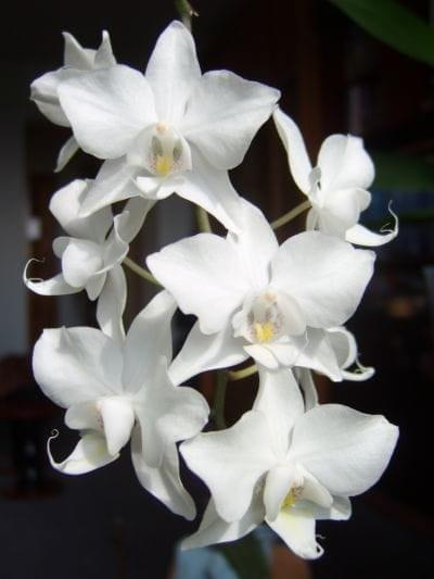 Phalaenopsis miniatura, delikatny