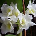 Dendrobium Spring Drea, Apollon