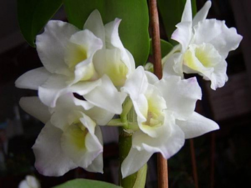 Dendrobium Spring Drea, Apollon