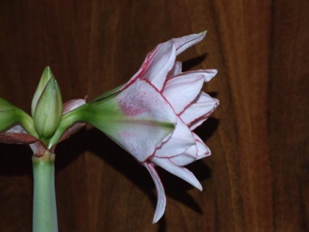 odmiana 'Elvas' - 17 stycznia 2009 #Hippeastrum #Elvas #hydroponika #amarylis