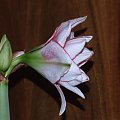 odmiana 'Elvas' - 17 stycznia 2009 #Hippeastrum #Elvas #hydroponika #amarylis