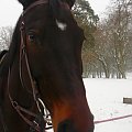 #koń #konie #zwierzęta #zima