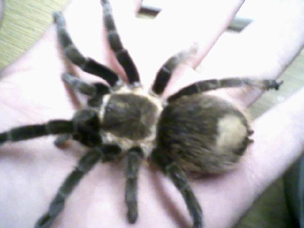 Brachypelma angustum. Moja ulubienica z hodowli.
L10 DC około 3,5cm.