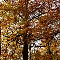 #jesień #drzewo #las #przyroda #Bytom