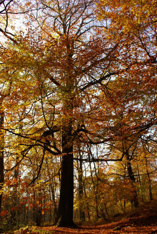 #jesień #drzewo #las #przyroda #Bytom