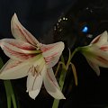 Hippeastrum #hippeastrum #amarylis