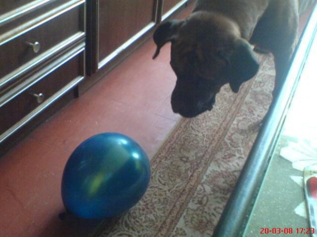 a balony to on uwielbia baloniarz mój :)