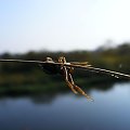 #owad #trawa #makro #słońce #pająk #woda #rzeka #wieprz