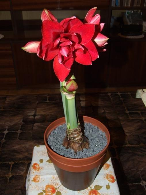 odmiana 'Double Dragon' - 25 stycznia 2009 #amarylis #DoubleDragon #Hippeastrum #hydroponika