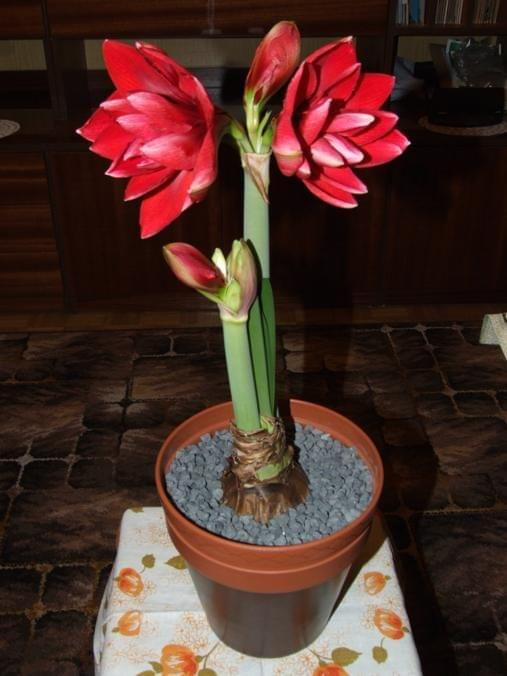 odmiana 'Double Dragon' - 25 stycznia 2009 #amarylis #DoubleDragon #Hippeastrum #hydroponika