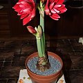 odmiana 'Double Dragon' - 25 stycznia 2009 #amarylis #DoubleDragon #Hippeastrum #hydroponika